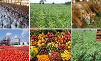  273 agri projects to be inaugurated concurrent with Ten-Day ceremonies  