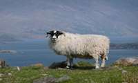 Ancient DNA unlocks 11,000 years of sheep and human history