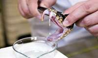 Razi Institute hosts Intl. conference on venomous animals, antivenoms 
