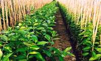  Iran now self-sufficient in standard horticultural seedling production, official says