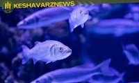 Iran aquaculture feed exports  see major surge in 8 months