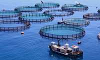 Mazandaran province leads in offshore fish cage installations