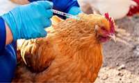 Iran produces sufficient supply of avian flu vaccine