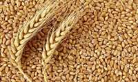 Wheat harvest begins in southern Iran