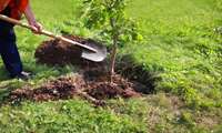 Iran requires national effort to materialize One Billion Trees project
