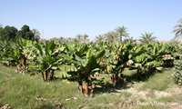 Iran seeking to boost domestic production, cut banana imports 