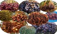 Over 80 countries destinations of Iranian dates