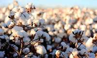 Iranian research institute introduces 16 new cotton varieties