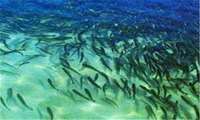  Iran releases over 60 million juvenile fish to enhance its stock