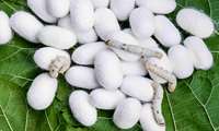 Iran forecasts 1,400 tons of fresh silk cocoon production this spring