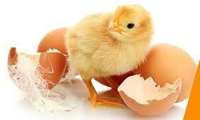 Bushehr Province poultry farms hatch 2.1m chicks