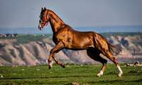 North Khorasan launches certification program for purebred horses