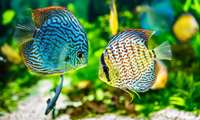 Hamedan produces over 5m ornamental fish annually, official says 