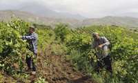 FAO recognizes four new sites as GIAHS, Iran maintains 4th place worldwide