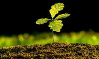 ‘One Billion Tree’ Initiative aims to restore Iran’s ecological balance: Deputy Minister 