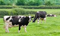 Iranian livestock industry emerges as second-largest economic sector after oil