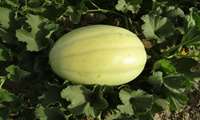 Iran unveils new drought-resistant melon variety 