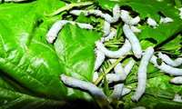 Iran silkworm genetic diversity reaches unprecedented levels