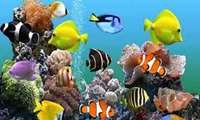 Iran ornamental fish exports outpace imports 