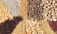 Iran introduces 17 new rainfed crop varieties for cold, temperate, warm regions