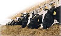 Iran secures major veterinary accords at Global Health Summit.