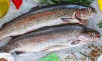 East Azarbaijan exports first batch of rainbow trout to Iraq  