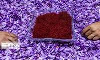 Iran begins random sampling to ensure saffron export quality