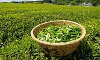 Tea export stands at 11,000 tons in 11 months
