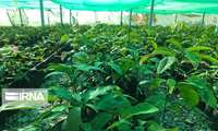 Iran plants 165m saplings in 2024, official says