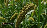Iran introduces new hybrid millet varieties