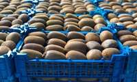Iran exports 46,000 tons of kiwi fruits to global markets  