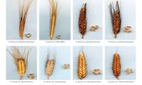 Hamedan Research Center introduces 5 new wheat varieties