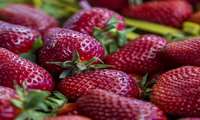 Strawberry harvest begins in southwestern Iran