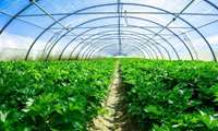Tech-driven greenhouses fuel jobs, exports in Tehran Province