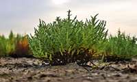 Seawater-irrigated Salicornia trial launched in Gomishan to combat dust storms