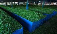 Iran tea export stands at 13,000 tons in 11 months