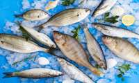 Iran fishery exports see significant surge 