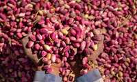 Iran, FAO hold joint workshops on mycotoxin management in pistachios