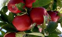 Iranian lawmaker outlines apple exports, citrus production