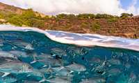 IFO kicks off nationwide aquatic resource restoration program
