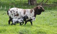 Iran registers 27 indigenous sheep breeds 