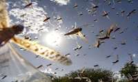 FAO training its staff in Iran to fight locust menace: Report