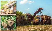 Iran achieves over 90 percent self-sufficiency in sugar production