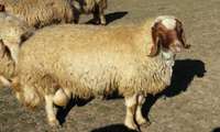 Iranian scientists enhance efficiency in indigenous sheep production