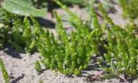 Green gold of saline lands abundant in Golestan province