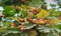 Oak woodland restoration high on agenda in Lorestan: Official 