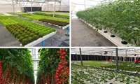 Greenhouse cultivation key to food security: Agriculture Minister