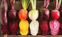 160,000  ha of farmland to go under sugar beet cultivation: Official  