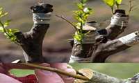 Iranian firm pioneers automated tree grafting tech
