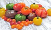  Iran annual tomato exports reach $233m